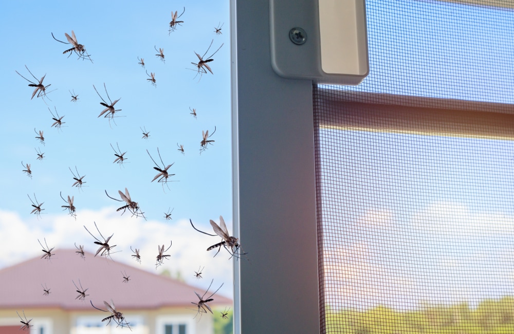Insektenschutz - Bayram Fenster
